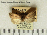 Acrapex leucophlebia